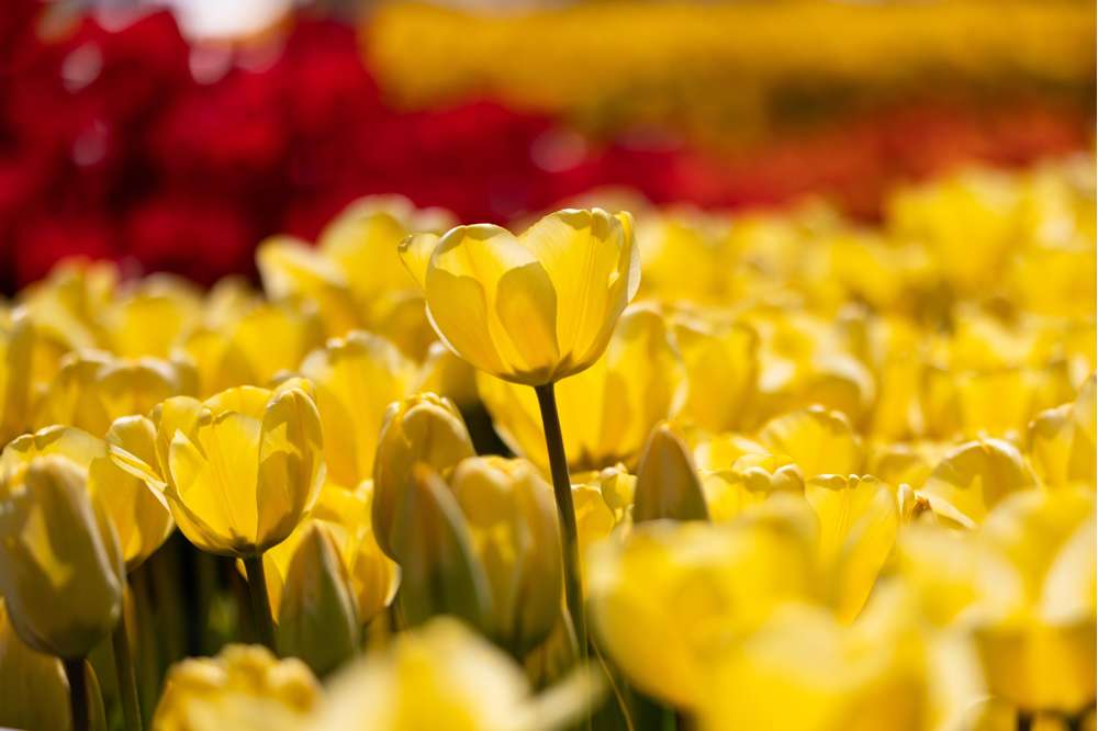Tulipan 'Golden Apeldoorn'